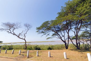  Ağaçlar ve Sulak alan bitki örtüsü ve Saint Lucia Estuary