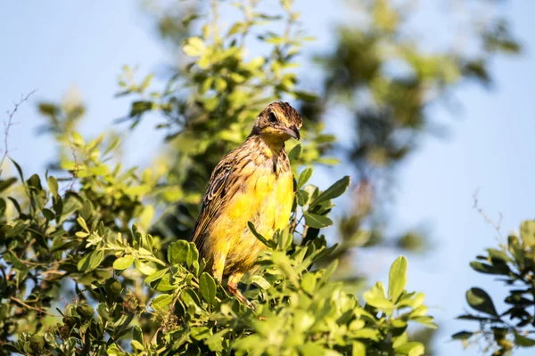 Amarelo Gargado Longclaw Bird empoleirado na copa da árvore — Fotografia de Stock