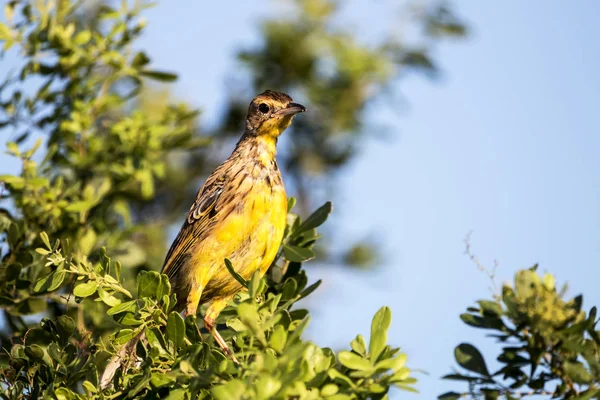 Amarelo Gargado Longclaw Bird empoleirado na copa da árvore — Fotografia de Stock