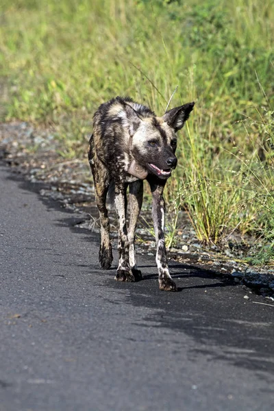 African Painted wild dog  at Hluhluwe-Imfolozi Wildlife Park