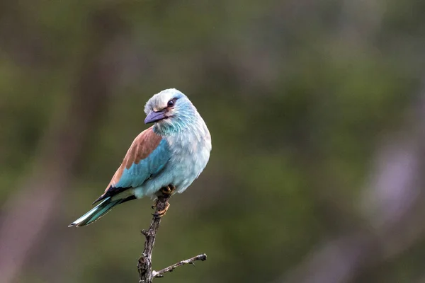 Mavi renkli Avrupa Roller kuş dala tünemiş izole — Stok fotoğraf