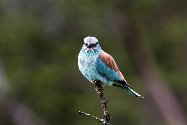 Mavi renkli Avrupa Roller kuş dala tünemiş izole — Stok fotoğraf