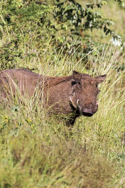 Single Warthog la Asphalt Road and Grass Background — Fotografie, imagine de stoc