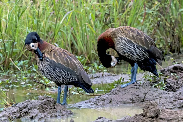 Deux canards siffleurs à visage blanc au trou d'eau — Photo