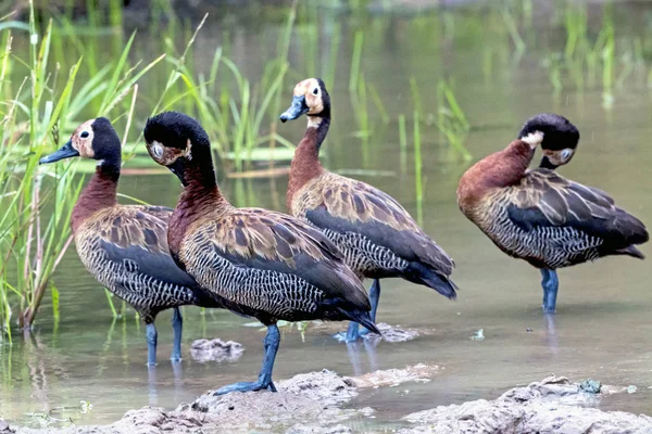 Quatre canards siffleurs à face blanche au trou d'eau — Photo