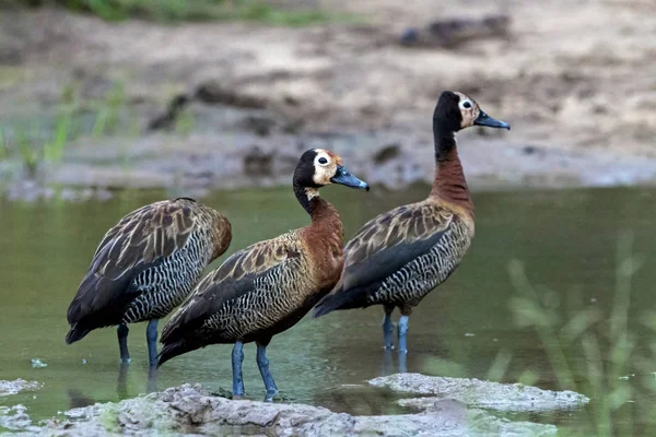 Three White Faced Whistling Ducks at Water Hole
