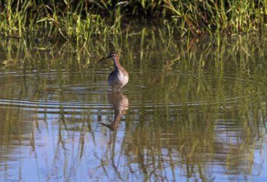 Suda ayakta benekli vahşi Thick-Knee kuş