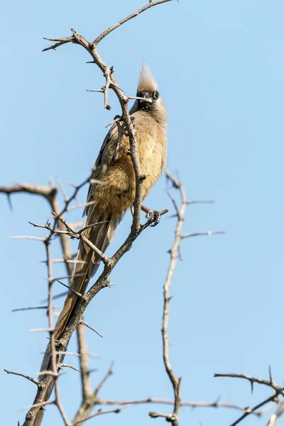 Yapraksız Thorn ağaç dalları üzerinde tünemiş benekli fare kuş — Stok fotoğraf