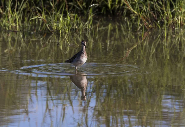 Suda ayakta benekli vahşi Thick-Knee kuş