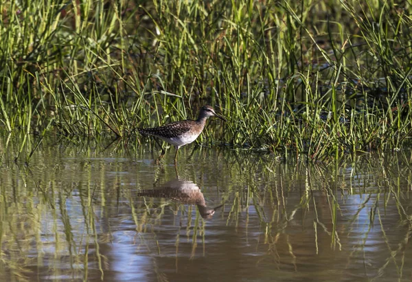 Suda ayakta benekli vahşi Thick-Knee kuş