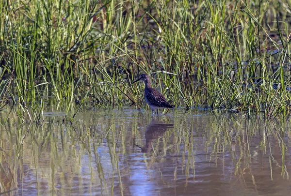 Wildvogel mit dicken Knien im Wasser gesichtet — Stockfoto