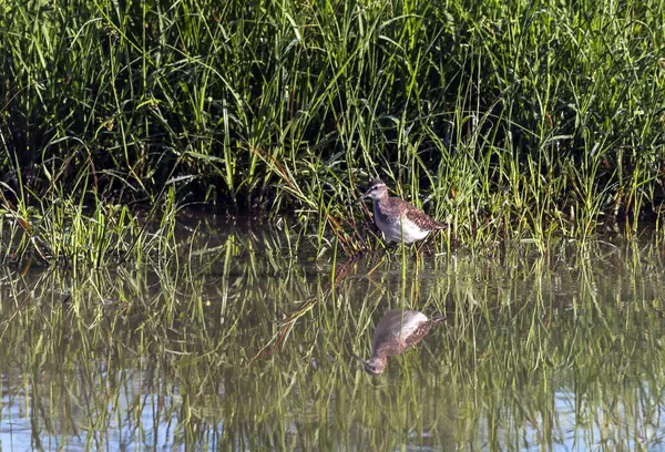 Wildvogel mit dicken Knien im Wasser gesichtet — Stockfoto