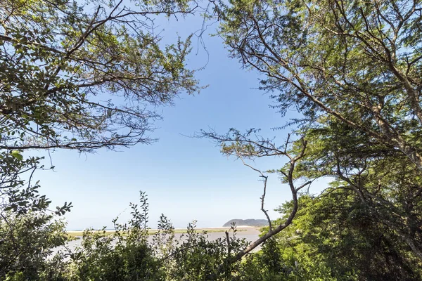 Árvores e vegetação das zonas húmidas no estuário de Santa Lúcia — Fotografia de Stock
