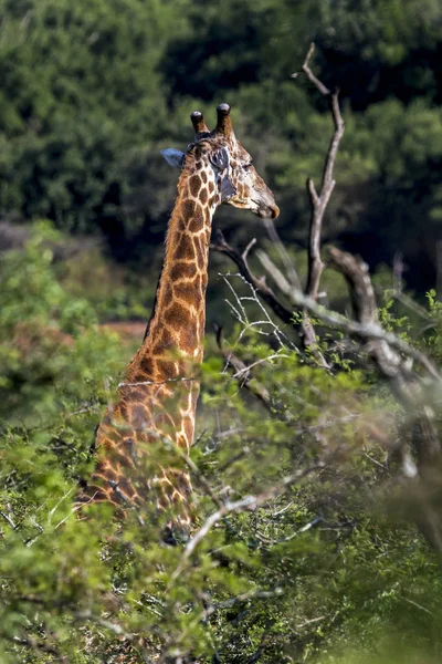 Jirafa en la Reserva de Caza Imfolozi-Hluhluwe en Zululand Sudáfrica —  Fotos de Stock