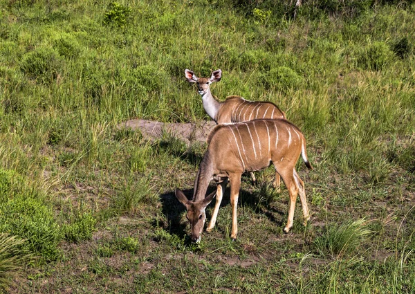 Two Young Nyala Buck Grazing on Grassland — Stock Photo, Image