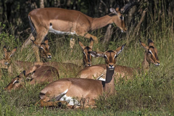 Impala Buck odpoczynku w zielonej trawie przed drzew — Zdjęcie stockowe