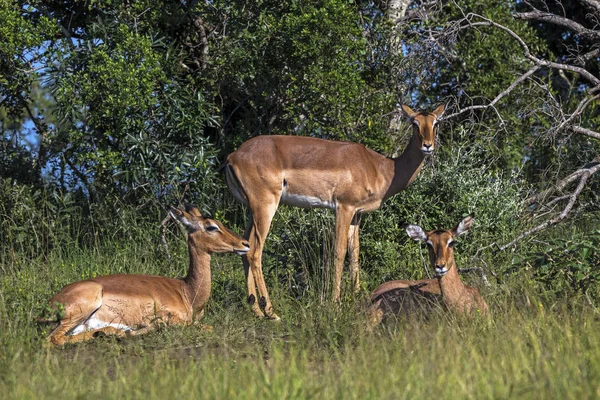 Impala Buck Descanso en hierba verde frente a los árboles —  Fotos de Stock