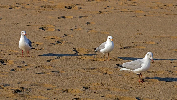 Üç Grey martı Beach kum üzerinde yürüme başlı — Stok fotoğraf