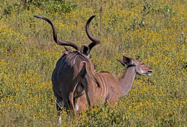 Amoroso macho persiguiendo hembra nyala a través de amarillo florecido hierba —  Fotos de Stock
