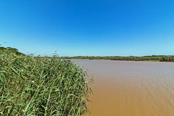 在圣卢西亚河口的棕色泥泞的水景 — 图库照片