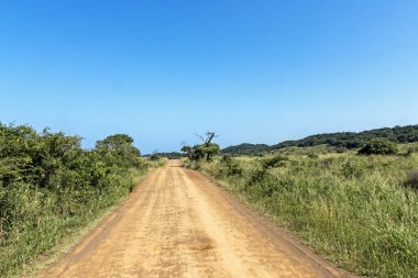 Boş toprak yol aracılığıyla Güney Afrika doğal bitki örtüsü