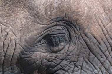 Sakinleştirmek desen ve dokuları Afrika fili başkanı tarihinde