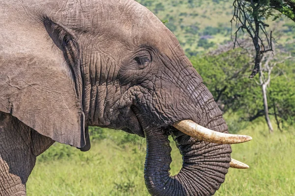 Kopf Stoßzähne Ohren und Rüssel des Elefanten Trinkwasser — Stockfoto