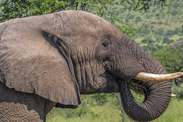 头象牙耳朵和树干水象饮用水 — 图库照片