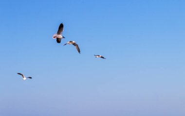 Gri başlı Tepegöz uçan martılar