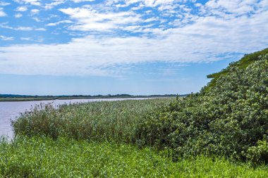  Ağaçlar ve Sulak alan bitki örtüsü ve Saint Lucia Estuary