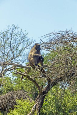 Kuru yapraksız ağaç dalları üzerinde oturan tek maymun 