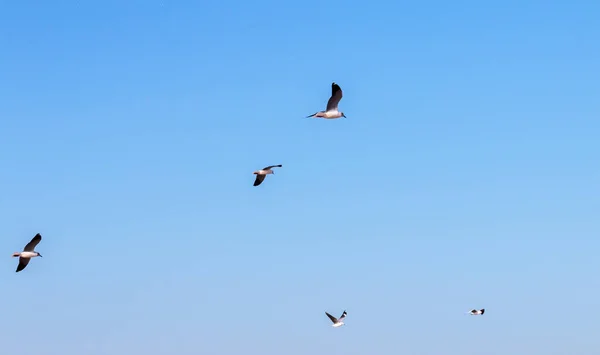 Szary na czele Seagulls latania nad głową — Zdjęcie stockowe