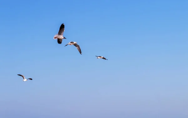 Szary na czele Seagulls latania nad głową — Zdjęcie stockowe