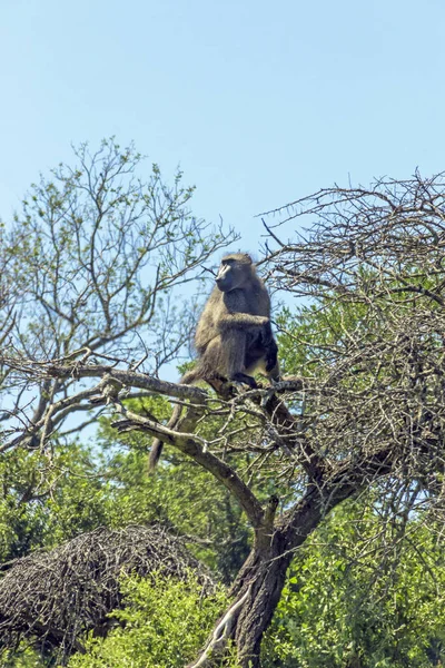 Kuru yapraksız ağaç dalları üzerinde oturan tek maymun 