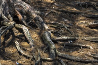  Kahverengi çam iğneleri kum kabuklarıyla kaplı kökleri