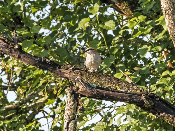 Brubru Shrike Bird Encaramado en rama de árbol de hoja verde —  Fotos de Stock