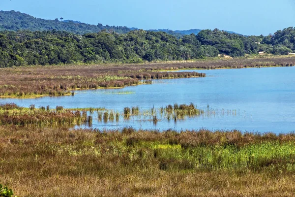 Doğal sulak bitki örtüsü, Lake St Lucia Güney Afrika — Stok fotoğraf