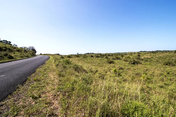 Naturlig våtmark Vegetation på iSimangaliso våtmarkspark i Zulu ligger — Stockfoto
