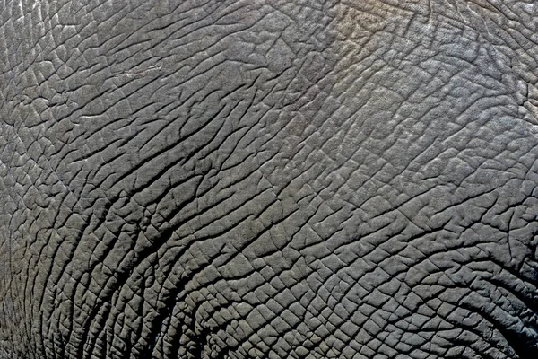 Close up Details of Wild Elephant Skin Background, — Stock Photo, Image