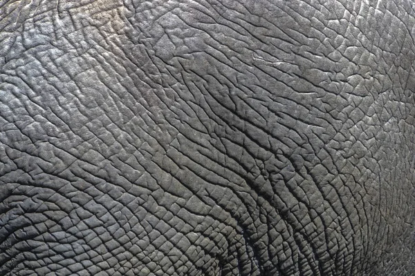 关闭野生大象皮肤背景的细节, — 图库照片