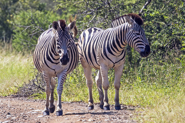 Two wild Zebra on dirt road in natural bushland landscape at Imfolozi Hluhluwe Game reserve in Zululand, KwaZulu Natal, South Africa