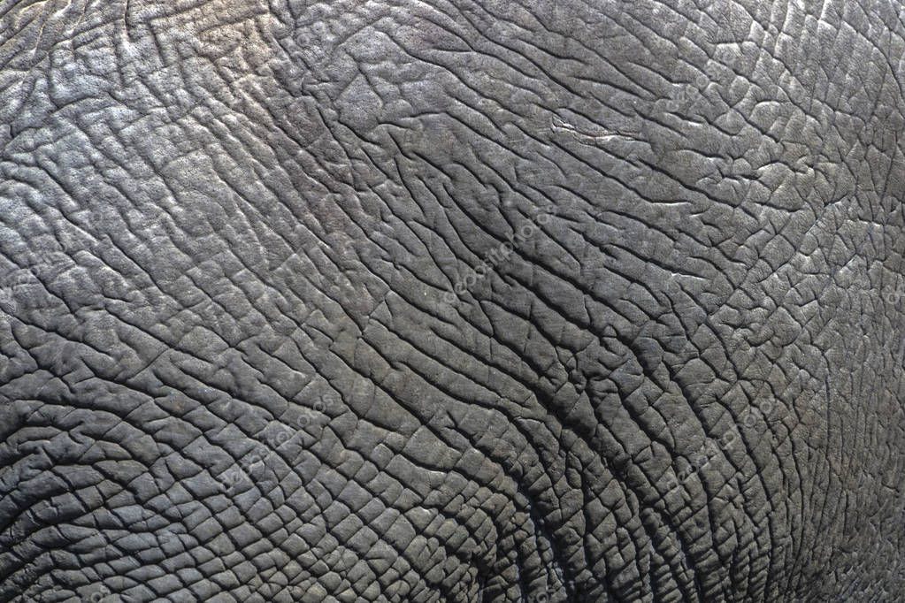 Elephant Wrinkles 89D