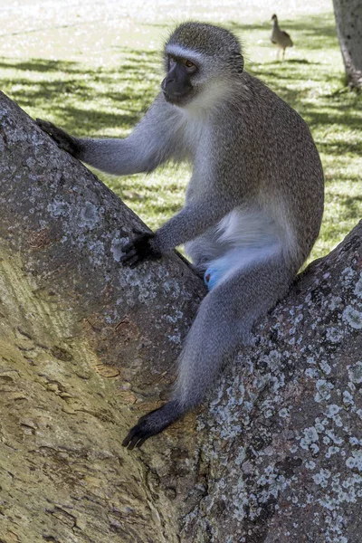 Singola Scimmia Vervet Allarme seduta sul ramo dell'albero — Foto Stock