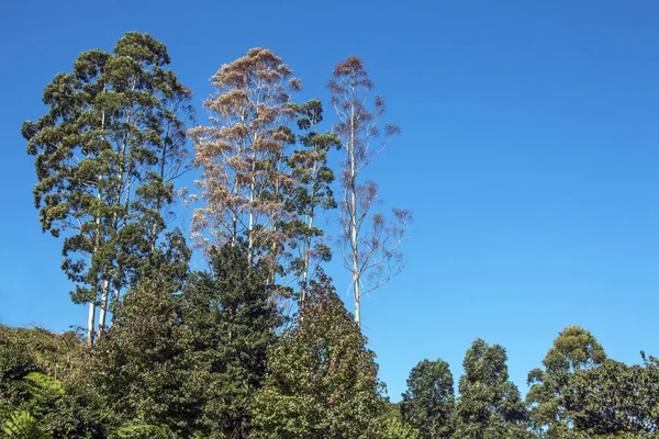Gumtrees 绿色植被与蓝天景观 — 图库照片