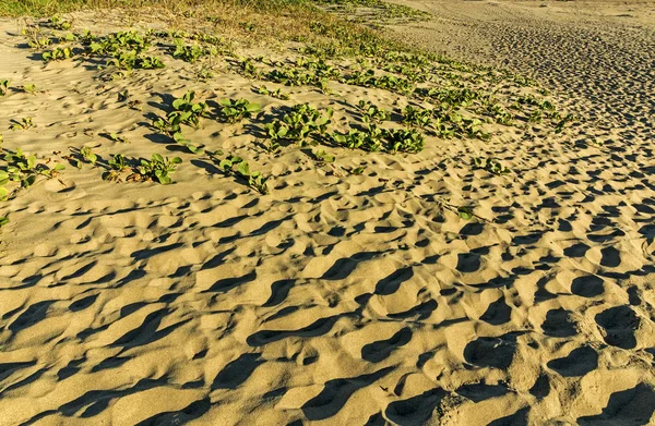 Pegadas e padrão de vegetação e textura na duna de areia — Fotografia de Stock