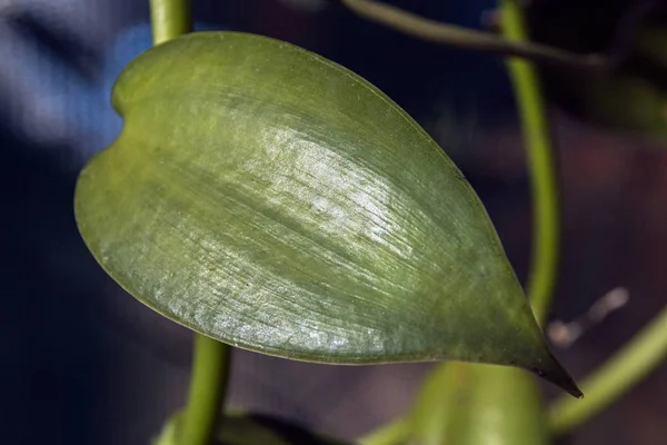 Green Heart Shaped Orchid Plant Leaf — Stock Photo, Image