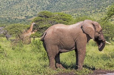 Fil ve doğal vahşi manzara içinde iki zürafa