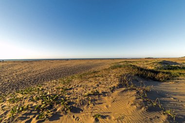 Altın kum ve kumul bitki örtüsü kıyı manzarası manzara