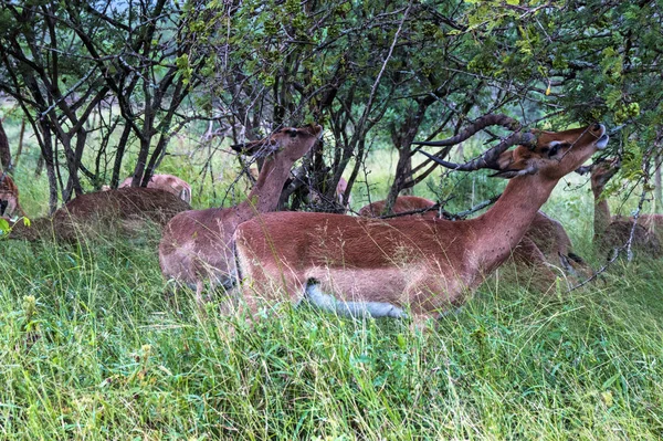 Impala Buck livnär sig på grönt gräs och träd — Stockfoto