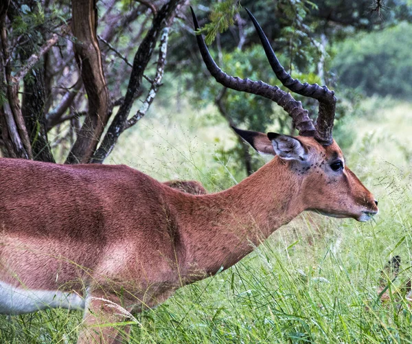 Yeşil çim ve ağaçların üzerinde besleme tek Impala Buck — Stok fotoğraf